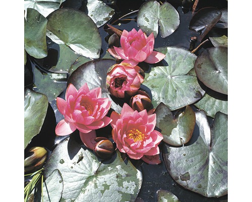 Waterlelies met bladeren in de vijver