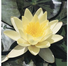FLORASELF® Waterlelie Nymphaea 'Marliacea Chormat.' geel potmaat Ø 11 cm