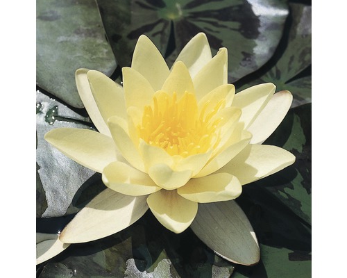 FLORASELF® Waterlelie Nymphaea 'Marliacea Chormat.' geel potmaat Ø 11 cm