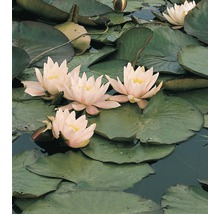 FLORASELF® Waterlelie Nymphaea 'Marliacea Carnea' roze potmaat Ø 11 cm
