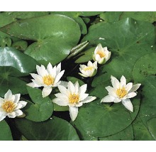Waterlelies met groene bladeren op het water