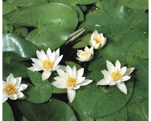 Waterlelies met groene bladeren op het water
