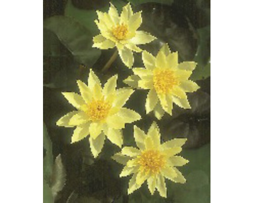 FLORASELF Waterlelie Nymphaea pygmaea 'Helvola' potmaat Ø 9 cm H 10-20 cm Gele waterleliebloemen op groene bladeren in de tuinvijver
