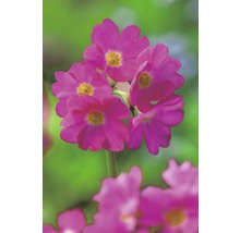 FLORASELF® Sleutelbloem Primula Rosea roze potmaat Ø 9 cm