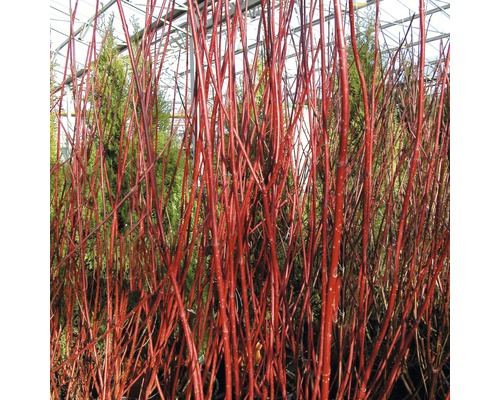FLORASELF Witte kornoelje Cornus alba 'Sibirica' potmaat Ø 29.0 cm H 80-100 cm Rode kornoelje struiken in de tuin