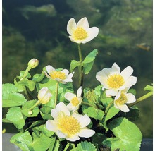 FLORASELF Gele Dotterbloem Caltha palustris 'Alba' potmaat Ø 9 cm H 10-40 cm