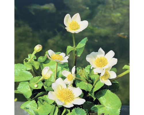 FLORASELF Gele Dotterbloem Caltha palustris 'Alba' potmaat Ø 9 cm H 10-40 cm Dotterbloem met witte bloemen en gele meeldraden