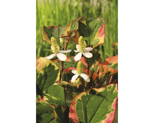 FLORASELF® Bonte houttuynia Houttuynia Cordata 'Chameleon' wit potmaat Ø 18 cm Driekleurige moeraswaterpeperplant met bloem