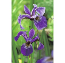 FLORASELF® Amerikaanse iris Iris Versicolor blauw potmaat Ø 9 cm