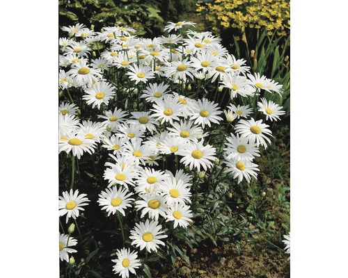Groep margrieten met witte bloemblaadjes en een geel hart in de tuin