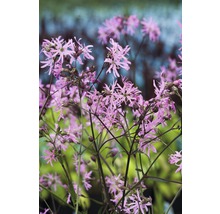 FLORASELF koekoeksbloem Lychnis flos-cuculi potmaat Ø 9 cm H 15-25 cm