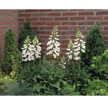 Bloeiend wit vingerhoedskruid in een tuinperk voor een bakstenen muur.