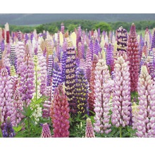 FLORASELF Lupine Lupinus x Hybride potmaat Ø 19 cm H 10-40 cm