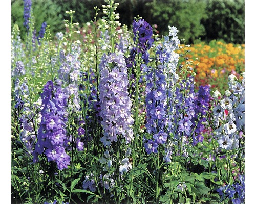 Veld met ridderspoorbloemen in de tuin