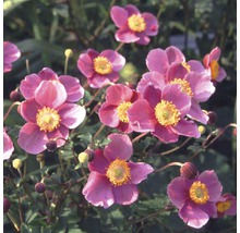 Bloeiende herfstanemoon in de tuin