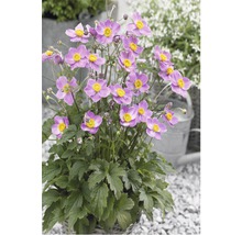 Japanse anemoon in pot met violette bloemen en gele centra.