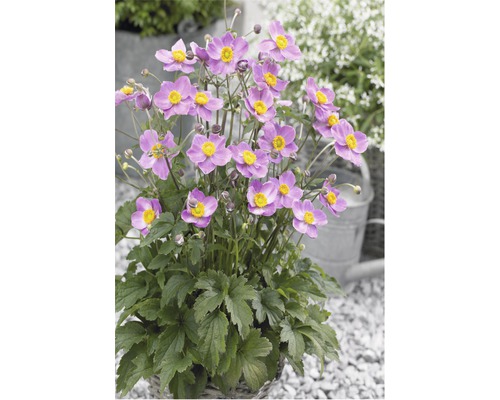 Japanse anemoon in pot met violette bloemen en gele centra.