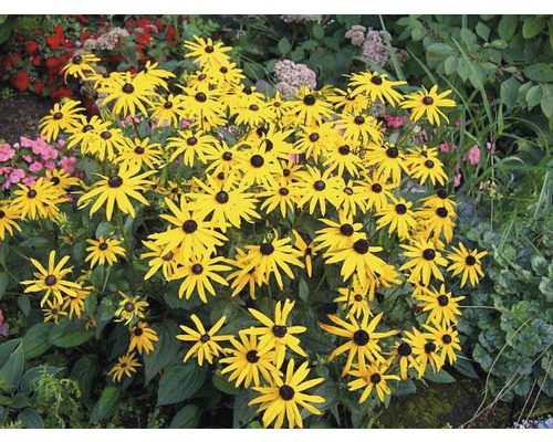 Groep Rudbeckia planten met gele bloemblaadjes en zwarte centra in de tuin.
