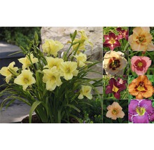 Daglelies in verschillende kleuren in een arrangement