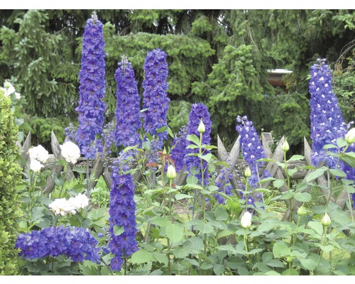 Bloeiende ridderspoor in een tuin