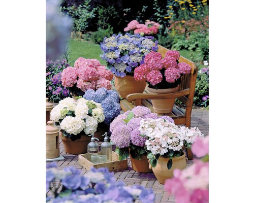 Diverse hortensia''s in potten op een terras.