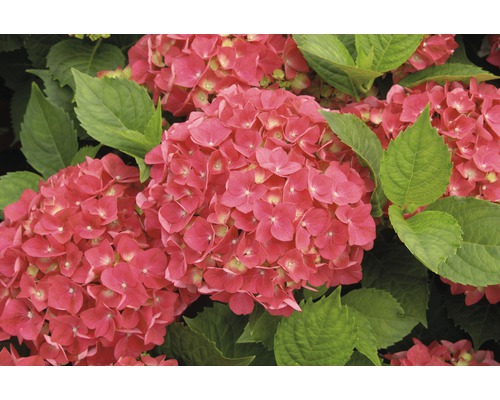 Close-up van roze hortensiabloemen met groene bladeren