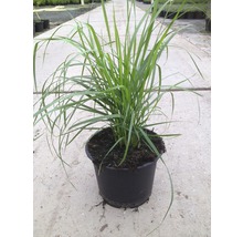 Grasplant in een pot