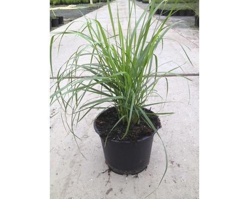 Grasplant in een pot