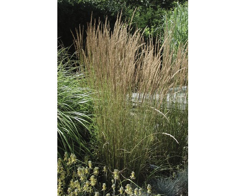 FLORASELF Pluimstruisriet Calamagrostis x acutiflora 'Karl Foerster' potmaat Ø 19 cm H 10-60 cm