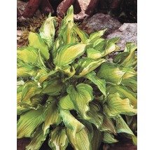 Hosta tuinplant met groen-gele bladeren