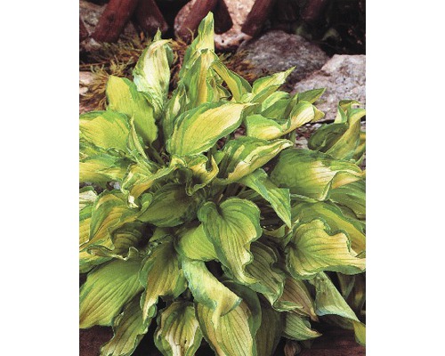 FLORASELF Hartlelie Hosta potmaat Ø 15.0 cm H 10-30 cm