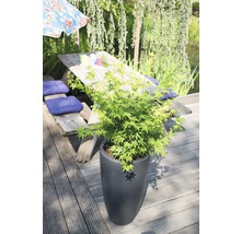 FLORASELF® Japanse esdoorn Acer Palmatum 'Going Green' potmaat Ø 19 cm