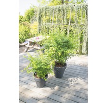 FLORASELF® Japanse esdoorn Acer Palmatum 'Going Green' potmaat Ø 19 cm