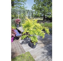 Japanse esdoorn in een pot op een houten terras met een tuinvijver