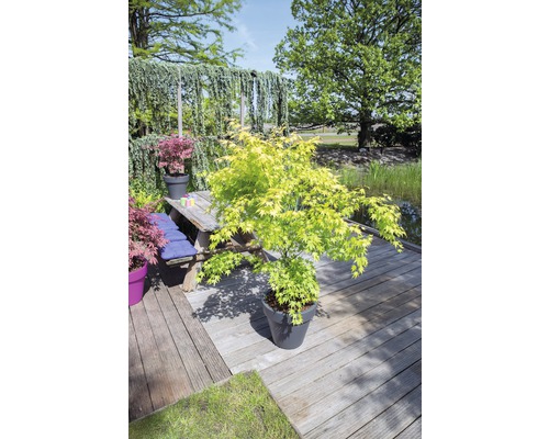 Japanse esdoorn in een pot op een houten terras met een tuinvijver