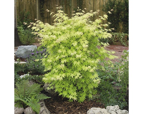Japanse esdoorn in een tuinperk