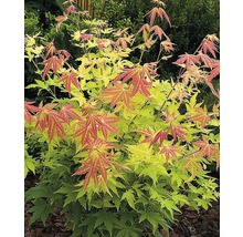 Japanse esdoorn met veelkleurig blad