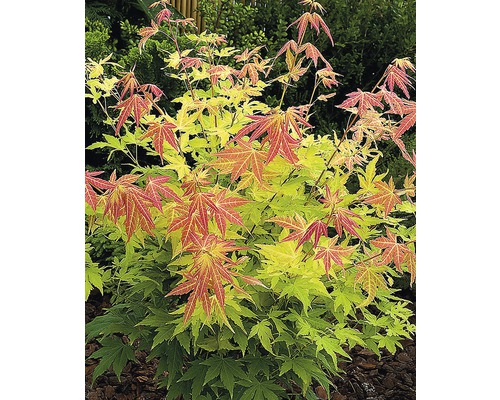 Japanse esdoorn met veelkleurig blad
