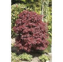 Japanse esdoorn in de tuin
