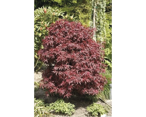 Japanse esdoorn in de tuin