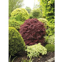 Aangelegde tuin met diverse sierstruiken en bomen.
