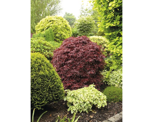 Aangelegde tuin met diverse sierstruiken en bomen.