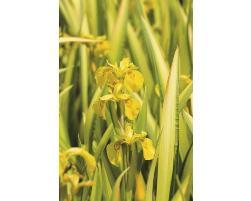 FLORASELF Gele lis Iris pseudacorus variegatus potmaat Ø 18.0 cm H 15-25 cm