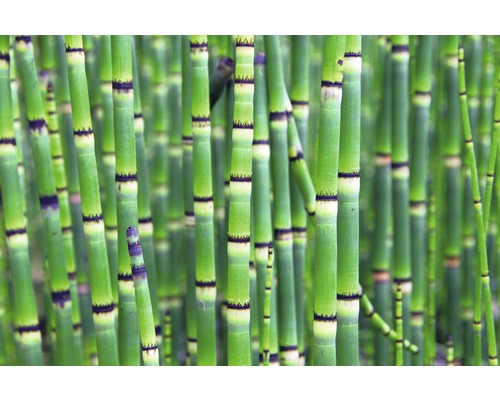 Close-up van paardenstaart