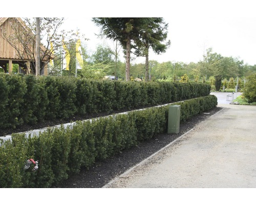 FloraSelf Venijnboom Taxus baccata H 80-100 cm 35 st. ca. 12 meter haag