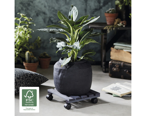 Kamerplant in een pot op een plantenroller met wielen en FSC keurmerk