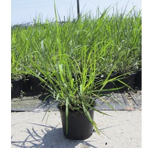 FLORASELF Prachtriet Miscanthus giganteus potmaat Ø 14 cm H 20-80 cm