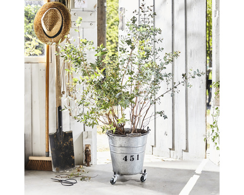 Scene met eucalyptusplant in metalen emmer op wielen, schep en strohoed
