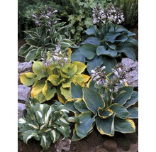 Verschillende hosta''s in een tuinbed met verschillende bladkleuren en bloeiwijzen.