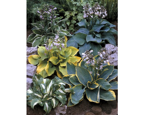 Verschillende hosta''s in een tuinbed met verschillende bladkleuren en bloeiwijzen.